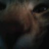 quinnicle_