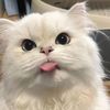 petalsjiminie
