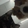 morekittenplease