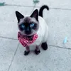 jasmin9999999999911