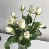 lulutomamatloob