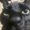 nvkatt