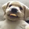 lejonrawr123