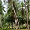 duongtanlocbk