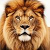 sahibsidhu05