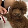 chocopai_06