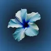 catalina.ghn