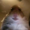 birdie_b0i