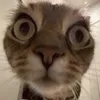 tiktok17293827
