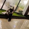 ayeshadolldoll3