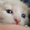 amysofie10