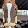 horsesareawesome8