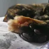 miahlaz
