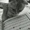 catlover21340