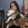 iwantmoredogs1