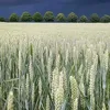 kaplgent