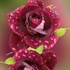 khaled00531