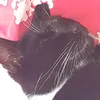 nittynattynoo