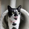 a cat named Ophelia