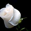 user1217401824305