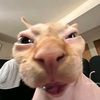 monke6