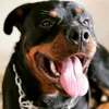 rottweilerogum