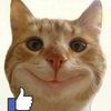 srhfunnycats96