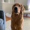 otis_the_goodboy