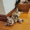 luwmh0.0