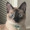blue_eyed_cat_mizu
