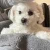 lucymariapoodle