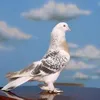 userloudi8s5jl