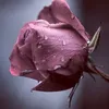 user884361219