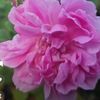 nada_alward1123