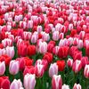 safaa_almustafa