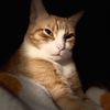 cookiecat879