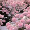 amira55694