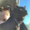 ally.voe
