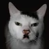adolfcat84