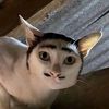 wizarddemon