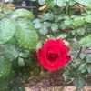 loolylool4