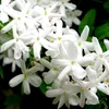 mohamadkaddour31