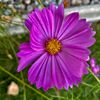 flowerchild12343
