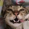 catsaregreat24