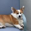 banditothecorgii