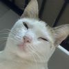 carrotfatcat