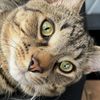 iam_cat234