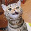 wongsayasukakok123