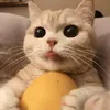 powtato23
