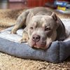 chester_ambulli